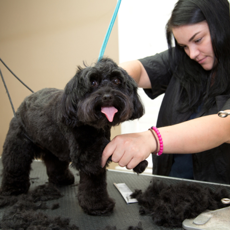 Dog Grooming The Doggie Depot