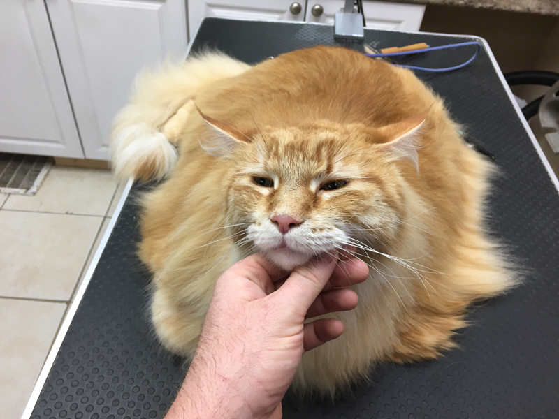 Cat Grooming The Doggie Depot